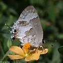 White Scrub-Hairstreak - Hodges#4342