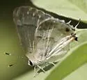 White Scrub-Hairstreak - Hodges#4342 - photo 2