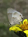 White Scrub-Hairstreak - Hodges#4342 - photo 3