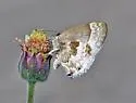 White Scrub-Hairstreak - Hodges#4342 - photo 4