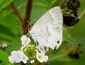White Scrub-Hairstreak - Hodges#4342 - photo 5