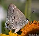 Lacey's Scrub-Hairstreak - Hodges#4344