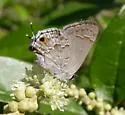 Lacey's Scrub-Hairstreak - Hodges#4344 - photo 2