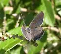 Lacey's Scrub-Hairstreak - Hodges#4344 - photo 3