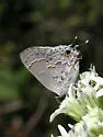 Lacey's Scrub-Hairstreak - Hodges#4344 - photo 4