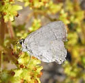 Avalon Hairstreak - Hodges#4337