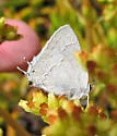 Avalon Hairstreak - Hodges#4337 - photo 3