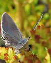 Avalon Hairstreak - Hodges#4337 - photo 4