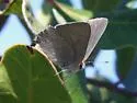 Avalon Hairstreak - Hodges#4337 - photo 5