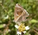 Lantana Scrub-Hairstreak - Hodges#4348