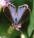 Lantana Scrub-Hairstreak - Hodges#4348 - photo 2