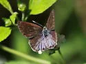 Lantana Scrub-Hairstreak - Hodges#4348 - photo 3