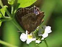Lantana Scrub-Hairstreak - Hodges#4348 - photo 4