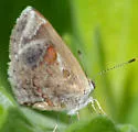 Lantana Scrub-Hairstreak - Hodges#4348 - photo 5