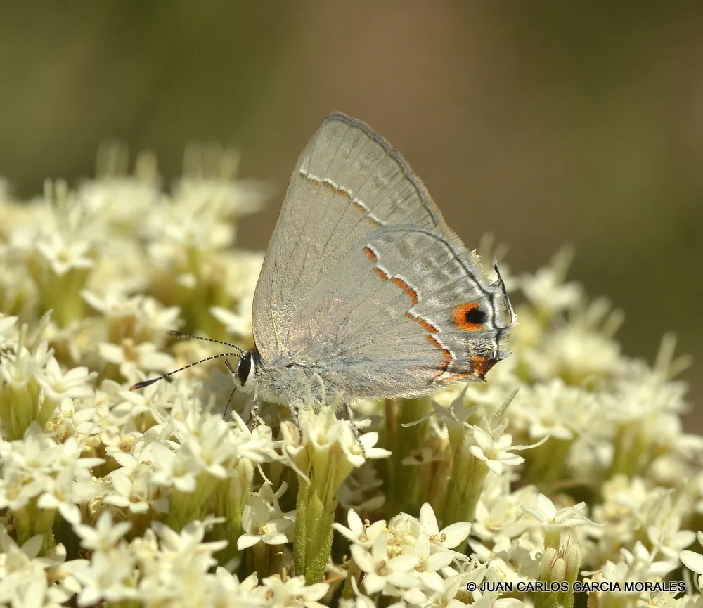 Red-lined Scrub-Hairstreak - Hodges#4339 - photo 2
