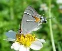 Martial Scrub Hairstreak - Hodges#4340