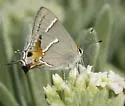 Martial Scrub Hairstreak - Hodges#4340 - photo 2