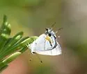 Martial Scrub Hairstreak - Hodges#4340 - photo 3