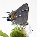 Martial Scrub Hairstreak - Hodges#4340 - photo 4