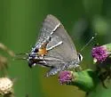 Martial Scrub Hairstreak - Hodges#4340 - photo 5