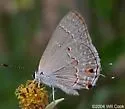 Red-crescent Scrub-Hairstreak - Hodges#4338