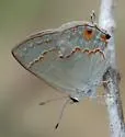 Red-crescent Scrub-Hairstreak - Hodges#4338 - photo 2