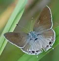 Red-crescent Scrub-Hairstreak - Hodges#4338 - photo 3