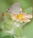 Red-crescent Scrub-Hairstreak - Hodges#4338 - photo 4