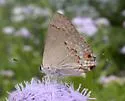 Red-crescent Scrub-Hairstreak - Hodges#4338 - photo 5