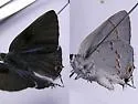Big Bend Scrub-Hairstreak - Hodges#4292.2