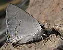 Big Bend Scrub-Hairstreak - Hodges#4292.2 - photo 2