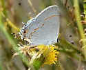Big Bend Scrub-Hairstreak - Hodges#4292.2 - photo 3