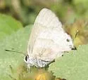 Yojoa Scrub-Hairstreak - Hodges#4341 - photo 2