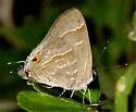 Yojoa Scrub-Hairstreak - Hodges#4341 - photo 4