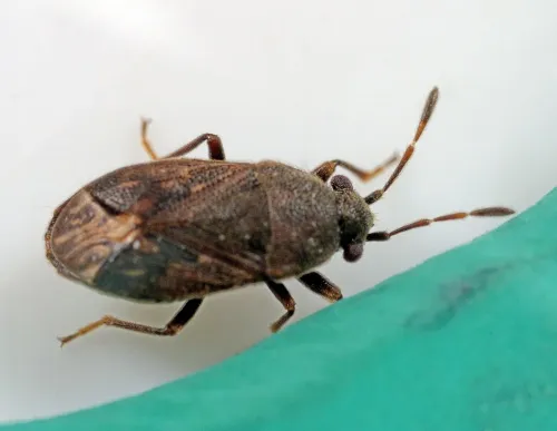 Stygnocoris fuligineus