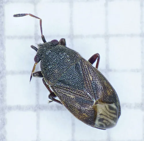 Stygnocoris fuligineus - photo 2