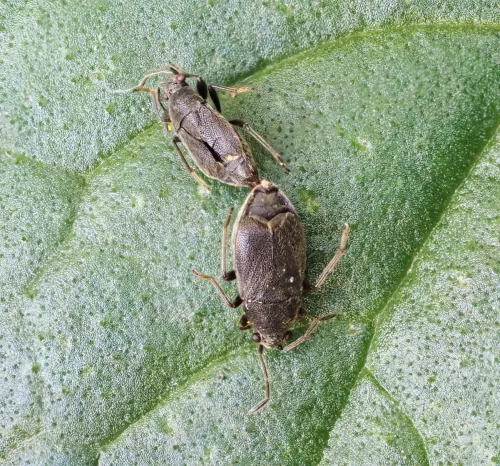 Stygnocoris rusticus