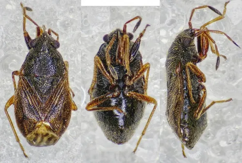 Stygnocoris sabulosus - photo 2