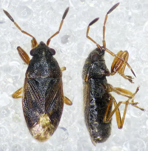 Stygnocoris sabulosus - photo 3