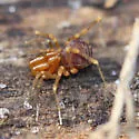 Stygnomma spiniferum