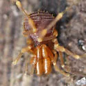 Stygnomma spiniferum - photo 2