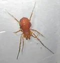 Stygnomma spiniferum - photo 3