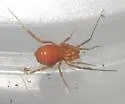 Stygnomma spiniferum - photo 4