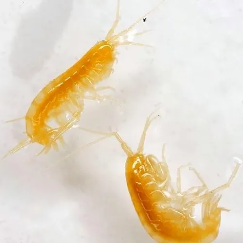Peck's Cave Amphipod