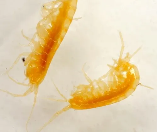 Peck's Cave Amphipod - photo 4