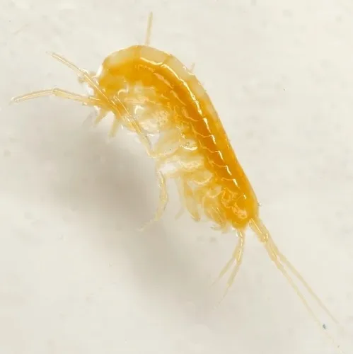 Peck's Cave Amphipod - photo 5