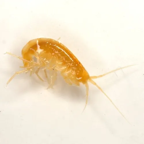 Peck's Cave Amphipod - photo 6