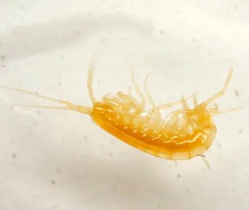 Peck's Cave Amphipod - photo 7