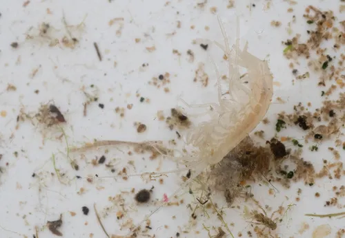 Peck's Cave Amphipod - photo 8