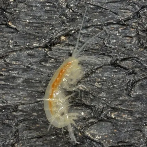 Russell's Cave Amphipod